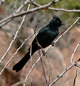 Phainopepla nitens