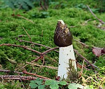 Phallus impudicus, un Phallales