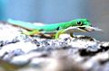 Phelsuma quadriocellata（英語：Phelsuma quadriocellata）