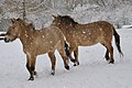 Chevaux de Przewalski du zoo de Cologne.