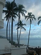 Cocotiers sur la plage Los Muertos.