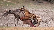 Tiger attacking a sambar in Ranthambore
