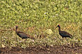 Red-naped ibis