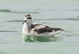 A photograph of a red-necked phalarope, a small duck-like bird, sitting on the surface of water.