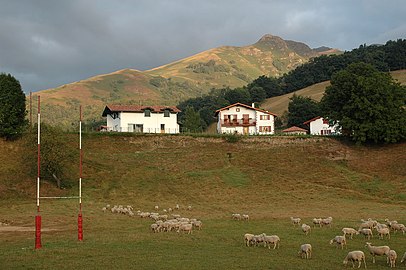 Le terrain de rugby envahi par les moutons.