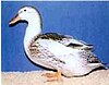 Silver Appleyard Duck (Hen)