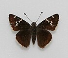 Adult, dorsal view.
