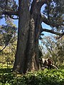 The Wonnerup Giant, the largest tuart