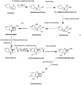 Biosynthesis of Vomitoxin