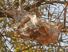 Nest in Kinnerasani Wildlife Sanctuary, India