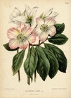 Морозник чёрный (Helleborus niger)