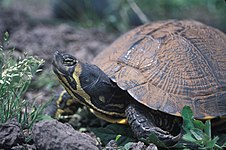 Vue complète de Trachemys scripta scripta.