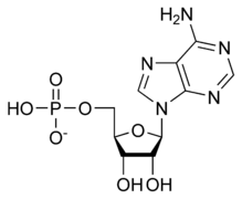 Adénosine monophosphate