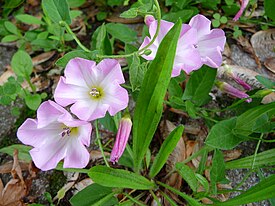 Convolvulus arvensis