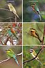 African bee-eaters Merops sp.