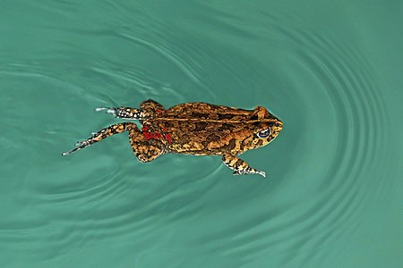 Guttural toad, by Charlesjsharp