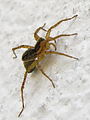 Lycosidae