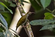 spiderhunter with greenish-brown upperparts and greyish underparts
