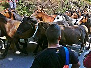 Chegada dos cabalos a Sabucedo.