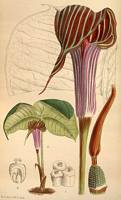 Ботаническая иллюстрация в «Curtis's Botanical Magazine», том 146, 1920 г., автор неизвестен