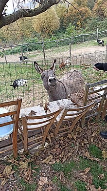 Asino presente nel comune di Montegrotto Terme