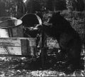 A black bear searching garbage pails in Yellowstone National Park, c. 1905. Bear attacks on humans led to changes in park's garbage management procedures.