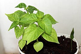 Ghost pepper plant, 40 days old, grown in coco peat