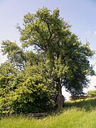 Birnbaum am Madenhausener Weg