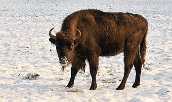 Bisão-europeu (Bison bonasus) jovem no parque zoológico de Springe, distrito de Hanôver, Alemanha. (definição 2 840 × 1 686)