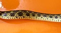 Body of checkered keelback