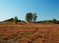 Nature Reserve Bretziner Heide