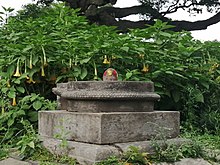 Brugmansia in Pashupatinath Temple