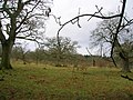 The oak woodland showing new plantings