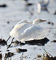 Bubulcus ibis, le Héron garde-bœufs ;