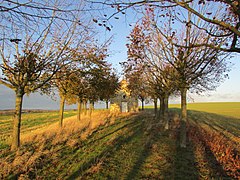 Chapelle Notre-Dame-des-Vignes de Cartigny.