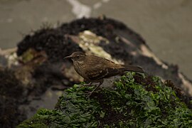 Un Cinclodes taczanowskii en el distrito de Chorrillos.