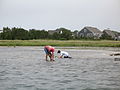 Two people digging for clams on Cape Cod, Massachusetts in 2008.