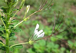 Cleome gynandra presenta andróforo y ginóforo: el andróforo en forma de tubo rodea al ginóforo que porta el gineceo.[52]​