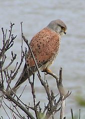 The common kestrel, like other raptorial birds, has a very low threshold to detection of UV light.