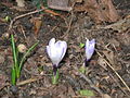 Crocus vernus subsp. albiflorus