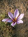 Crocus sativus inside of the flower