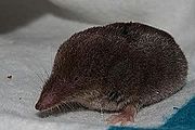 Brown shrew