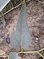 Leaf of C. foetidissima in Aurora, Colorado