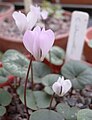 Cyclamen intaminatum