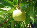 第倫桃 Elephant apple