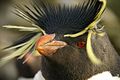 Southern Rockhopper Penguin Eudyptes chrysocome