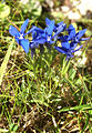 Gentiana nivalis