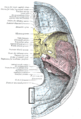 Base of the skull. Upper surface. (Internal occipital crest visible below foramen magnum.)