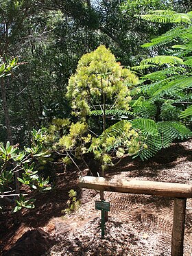 Gymnostoma chamaecyparis