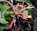 Inflorescence